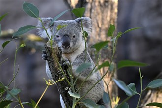 Koala (Phascolarctos cinereus), on tree trunk, captive, Baden-Württemberg, Germany, Europe