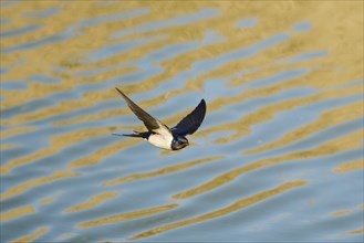 Barn swallow (Hirundo rustica) flying above the water, hunting for flys, France, Europe