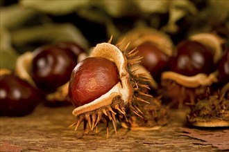 chestnuts