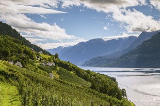 Apple trees on the shore of the Hardangerfjord, Lofthus, Vestland, Norway, Europe