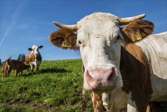 Dairy cows on a pasture, organic farming, Freudenstadt, Black Forest, Baden-Württemberg, Germany,