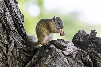 Smith's bush squirrel, yellow-footed squirrel (Paraxerus cepapi), tree squirrel, African bush