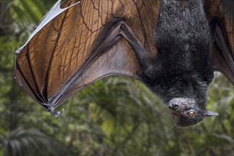 Lyle's flying fox (Pteropus lylei) native to Cambodia, Thailand and Vietnam hanging upside down and