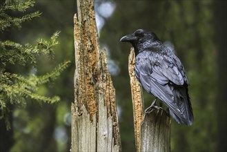 Common raven, northern raven (Corvus corax) perched on tree stump in coniferous forest