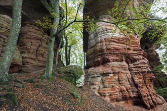 Old castle rock, red sandstone rock formation, natural and cultural monument, Brechenberg near