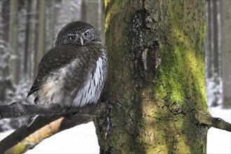 Eurasian Pygmy Owl (Glaucidium passerinum) perched in tree in the snow in winter, Bavarian Forest