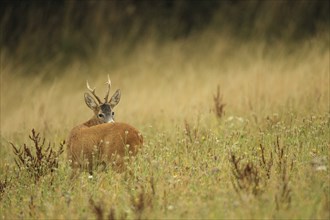 European roe deer (Capreolus capreolus) red buck secured in the field, Lower Austria, Austria,