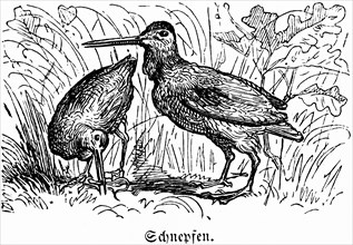 Two woodcocks, Hubertus hunt, hunting scenes, wild animals, nature, high grass, long beak, plumage,