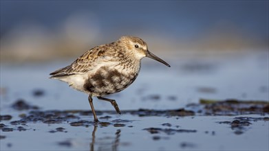 Dunlin (Calidris alpina) Transition from breeding dress to light dress, snipe bird, foraging on