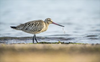 Black-tailed Godwit (Limosa limosa), birds feeding on the beach at low tide, Dawlish Warren, Devon,