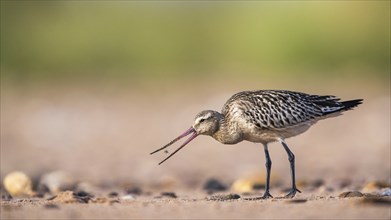 Black-tailed Godwit (Limosa limosa), birds feeding on the beach at low tide, Dawlish Warren, Devon,