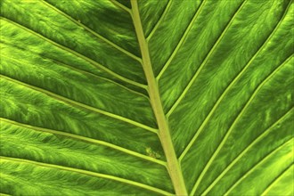 Leaf of the giant elephant ear, also known as giant taro (Alocasia macrorrhizos), close-up,