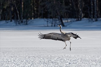 Crane (Grus grus) hopping with spread wings in the snow, beak open, winter, behind group of trees,