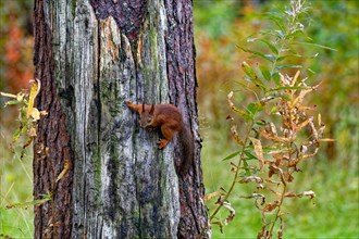 Eurasian red squirrel (Sciurus vulgaris) climbing a tree, paws wide apart, Northern Finland,