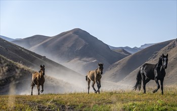 Herd of horses galloping over a hill and raising dust, mountains behind, Kyrgyzstan, Asia