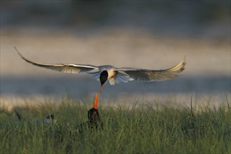 Common Tern (Sterna hirundo) attacking eurasian oystercatcher (Haematopus ostralegus) in the