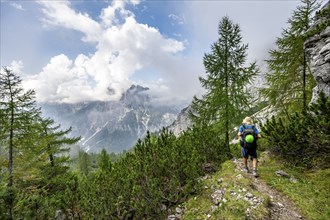 Mountaineer on a hiking trail between larches, descending via the Ofental valley, behind mountain