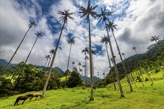 Wax palms largest palms in the world, Cocora valley, Unesco site coffee cultural landscape,