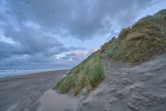 Sand dune, Sea, Marram Grass, Wind, Clouds, Zandvoort, North Sea, North Holland, Netherlands