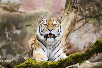 Siberian tiger (Panthera tigris altaica), lying, captive, Germany, Europe