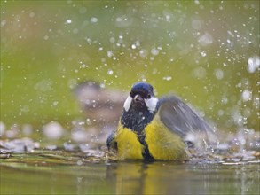 Great tit (Parus major), adult bird bathing in shallow water, Solms, Hesse, Germany, Europe