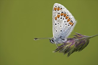 Brown Argus (Aricia agestis) perched on spike