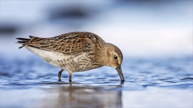 Dunlin (Calidris alpina) Transition from breeding dress to light dress, snipe bird, foraging on