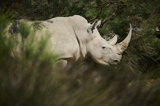 Square-lipped rhinoceros (Ceratotherium simum), standing in the dessert, captive, distribution