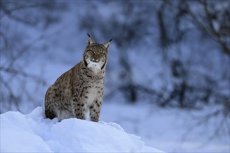 Carpathian lynx (Lynx lynx carpathicus), adult, in winter, in snow, alert, Bavarian Forest,