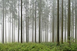 Foggy coniferous forest, Horben, Canton Aargau, Switzerland, Europe