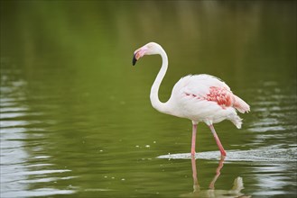 Greater Flamingo (Phoenicopterus roseus) walking in the water, Parc Naturel Regional de Camargue,