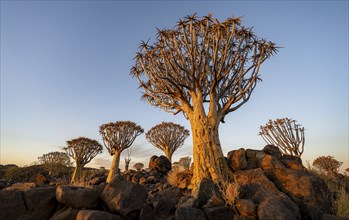 Quiver trees (Aloe dichotoma) in the quiver tree forest at sunset, Keetmanshope, Kharas, Namibia,