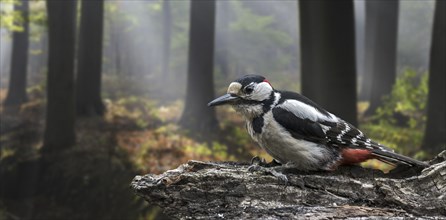 Great spotted woodpecker (Dendrocopos major), greater spotted woodpecker male foraging on tree