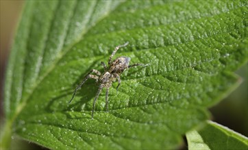 Small spider on a green leaf, Bavaria, Germany, Europe