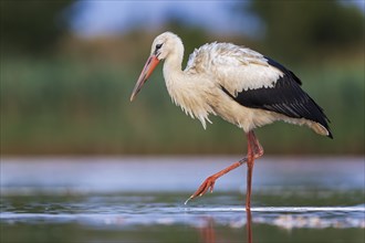 White Stork (Ciconia ciconia), white stork in shallow water foraging, wading, fishing, UNESCO