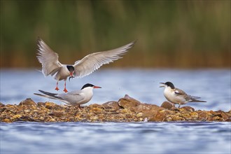 Common Tern (Sterna hirundo) Pair with young bird on a gravel bank, with fish as food, handing over