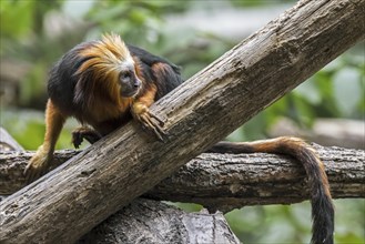 Golden-headed lion tamarin (Leontopithecus chrysomelas) golden-headed tamarin endemic to Brazil,