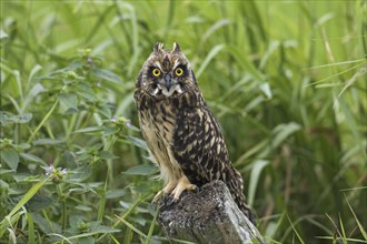 Short-eared owl (Asio flammeus) (Asio accipitrinus) juvenile perched on fence post along field