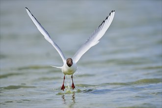 Black-headed gull (Chroicocephalus ridibundus) hunting on the water surface, flying, Camargue,