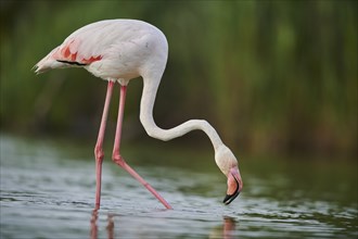 Greater Flamingo (Phoenicopterus roseus) walking in the water, Parc Naturel Regional de Camargue,