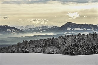 Freshly snow-covered forest, behind the Alps with Rigi, Horben, Freiamt, Canton Aargau,