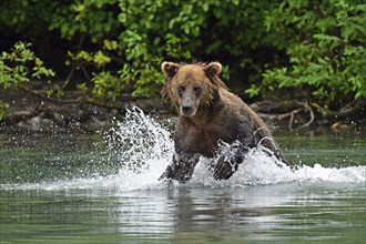 Brown bear (Ursus arctos) hunting for salmon in the water, Lake Clark National Park, Alaska