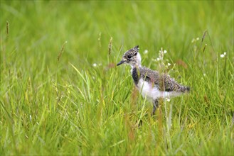 Northern lapwing (Vanellus vanellus), young bird, in a wet meadow, Dümmer, Lower Saxony, Germany,