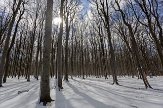 Trees in the snowy landscape in the ghost forest, NienhÃ¤ger Holz, near Nienhagen, Mecklenburg,