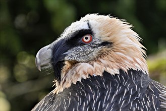 Bearded vulture or bearded vulture (Gypaetus barbatus), captive, portrait, Switzerland, Europe