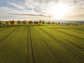 Aerial view of avenue in autumn at sunrise with agriculture in the foreground, Herrenberg, Germany,