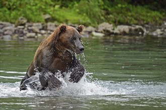 Brown bear (Ursus arctos) hunting for salmon in the water, Lake Clark National Park, Alaska