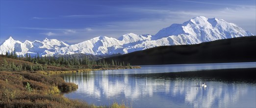 Kleine zwanen op Wonder Lake met zicht op Mount McKinley, Denali NP, Alaska The Alaska Range with