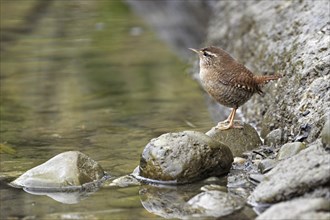 Eurasian wren (Troglodytes troglodytes), standing on a stone at the edge of a waterhole,