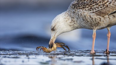 Lesser black-backed gull (Larus fuscus) juvenile, foraging on the mudflats, beach barge as prey,